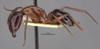 Media type: image;   Entomology 22794 Aspect: habitus lateral view